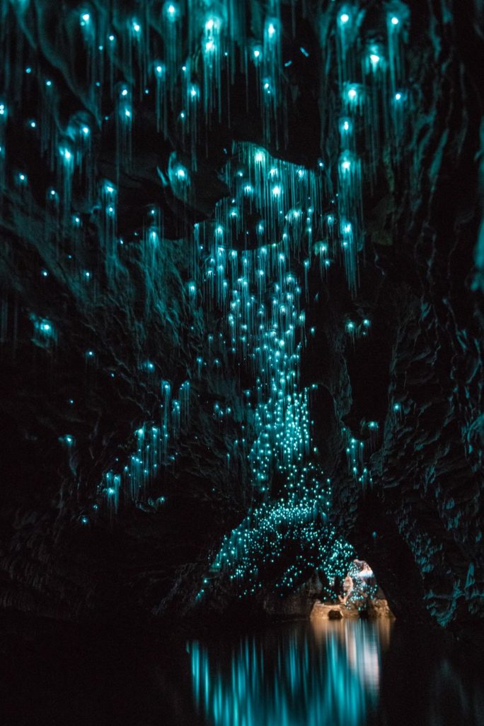 This image has an empty alt attribute; its file name is glowworms-waikato-caves-nz-684x1024.jpg